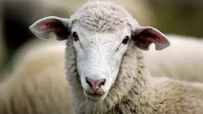 sheep