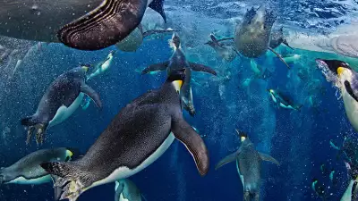 19_Paul-Nicklen