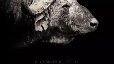 David-Lloyd-watermarked-(10)