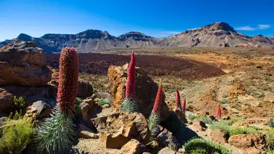 Teide-National-Park-9
