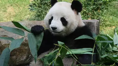 Macau-Panda-Pavilion-(2)