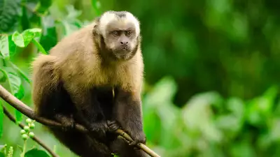 Monkey