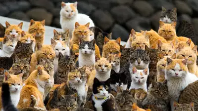 Aoshima Japan cat island