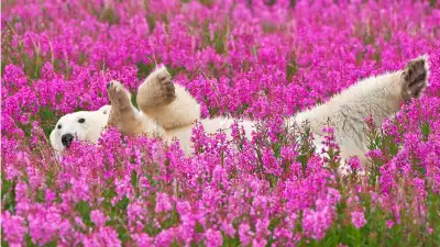 Polar bear