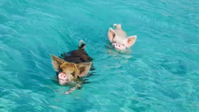 Swimming pigs in the Bahamas