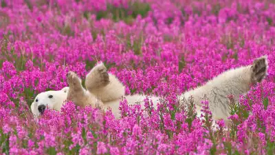 Polar bear canada