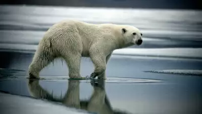Devon Island, Canadian Arctic