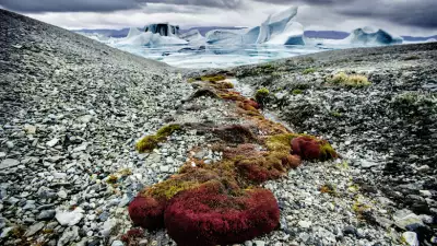 Otto Fjord, Canadian Arctic