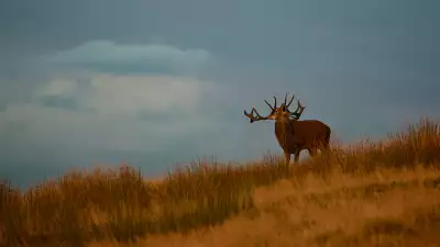 Rule of thirds