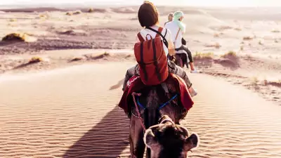 Camels in Morocco