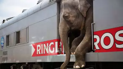 Stephanie Sinclair, 'Running Away with the Circus', Professional, Daily Life