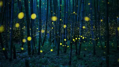 Kei Nomiyana, Japan, Shortlisted, Open Competition, Low Light, 2016 Sony World Photography Awards