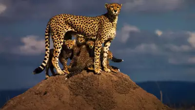 Mohammed Youef, Masai Mara reservation, Kenya, Shortlist, Professional , Environment, 2016 Sony World Photography Awards