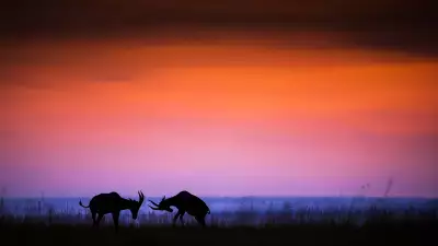 Arnfinn Johansen, Kenya, Winner, Norway, National Award, 2016 Sony World Photography Awards