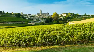 Vineyards in the Bordeaux wine region, France