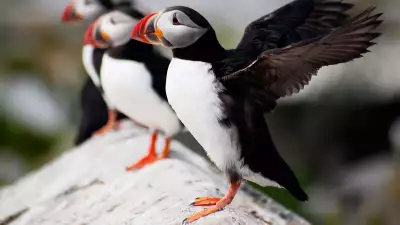 Puffins off the coast of Iceland