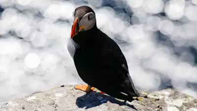 A puffin on the Atlantic coast of Ireland