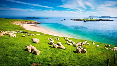 Sheep on a hillside in County Kerry