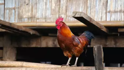 A cockerel sitting on a hut in the north of Thailand