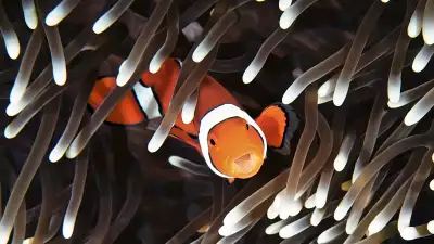 A clownfish at the Great Barrier Reef