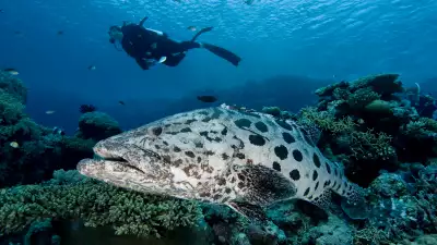 grouper fish and a scuba diver at the Great Barrier Reef