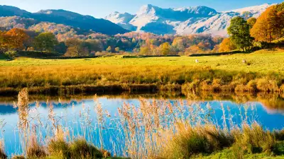 Autumnal view of river and reed bed in Cumbria