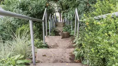 A wombat staring back at the camera