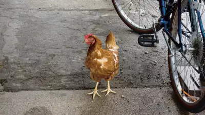 Cockerel staring back at the camera