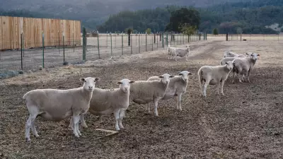 Flock of sheep staring at the camera