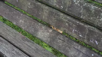 An animal stares through a slatted bench