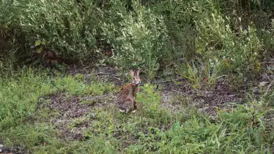 A hare staring back at the camera