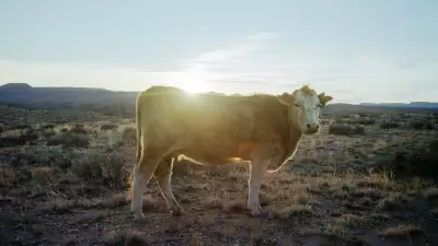 Cow stares at camera as sun sets