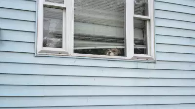 A dog staring out of a window at the camera