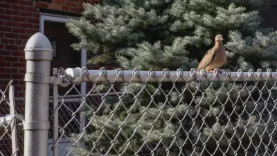 Bird sits on a wire fence looking at camera