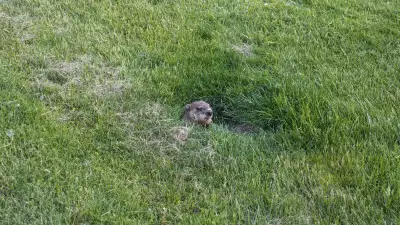 Gopher poking out of a divot in a field