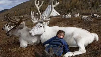 A mongolian child sleeping while leaning against a reindeer