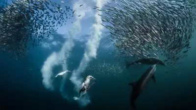 Predators chasing sardines in South African sea