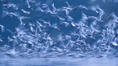 Thousands of gulls flying to catch fish in Poland
