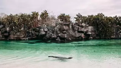 Gal&aacute;pagos seal swimming in front of an outcrop of cacti