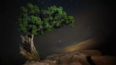 Blooming tree against night sky