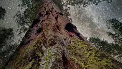 Moss covered trees against starry sky