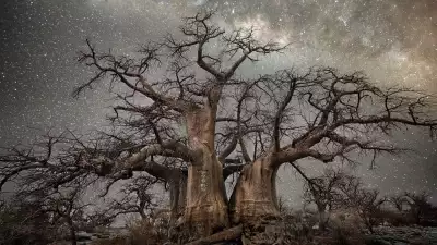 Trees against a starry backdrop