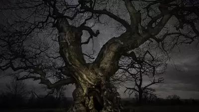 Branched tree against star-filled sky