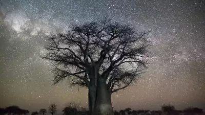 Tree against starry night sky