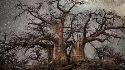 Trees set against a starry night sky