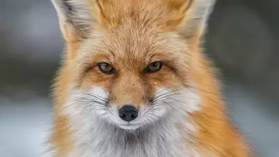 An American red fox looking directly at the camera
