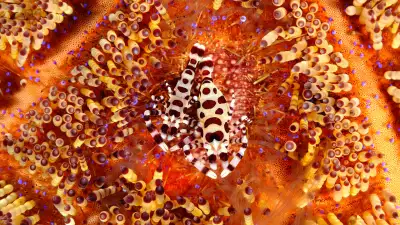 Shrimps evade the poisonous quills of a fire urchin off the island of Bali