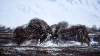 Two Norwegian oxen headbutt one another during the rut