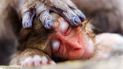 A baby monkey being tended to by its mother
