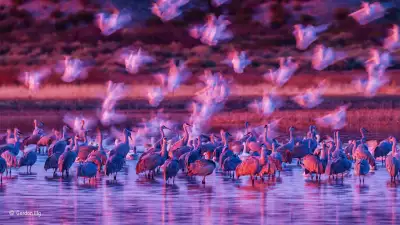 Geese landing beside cranes in a US wildlife refuge